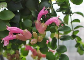 aeschynanthus chionanthus "thai pink"