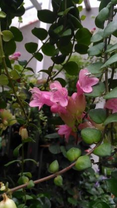 aeschynanthus chionanthus "thai pink"
