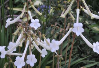 sinningia tubiflora white