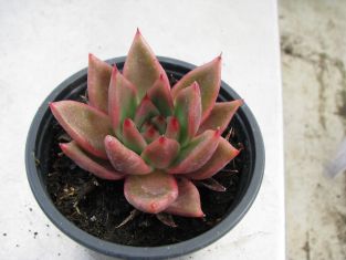 echeveria "mars"