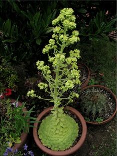 aeonium tabuliforme - květenství