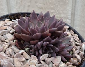 echeveria "rusby"