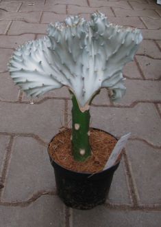 euphorbia lactea cristata white