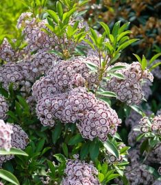 kalmia latifolia " nani" - kalmie