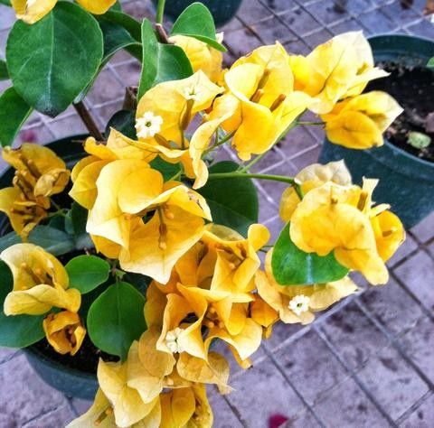 Bougainvillea Prodej (bohaté kvetení, může vést, bohatému kvetení) Bougainvillea Prodej