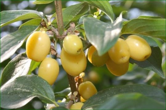 Cornus mas "yellow"