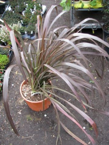 Phormium tenax