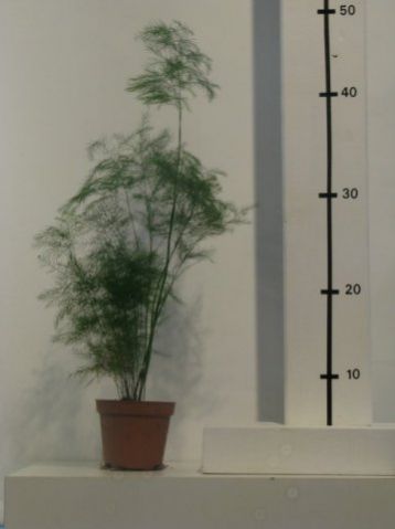 Asparagus virgatus, treefern, tiki
