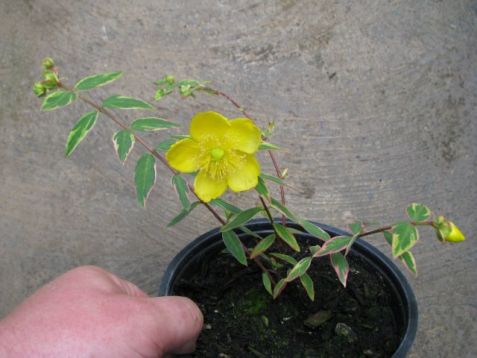 Hypericum moserianum "tricolor"