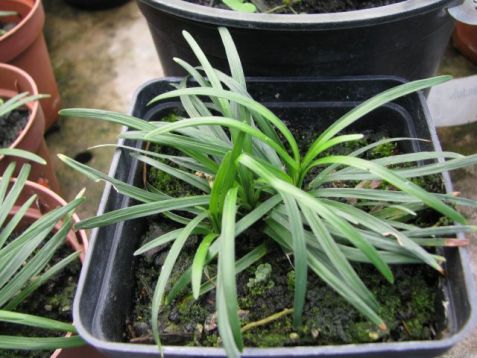 Ophiopogon japonicus 'minor' - sedoulek japonský