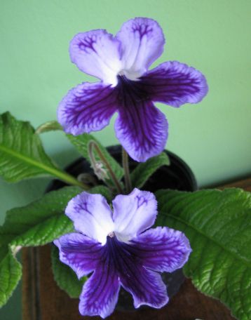 Streptocarpus "katie" - tořivka