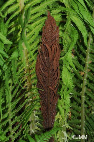 Matteuccia struthiopteris -pérovník pštrosí