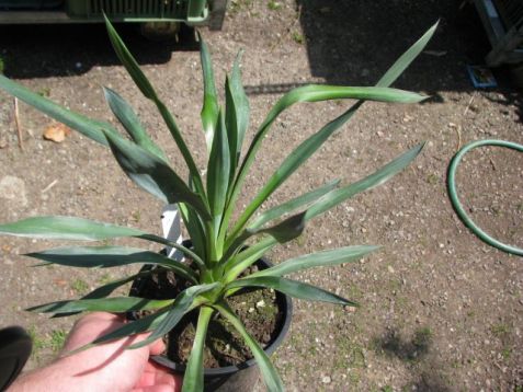 Yucca outdoor smaller