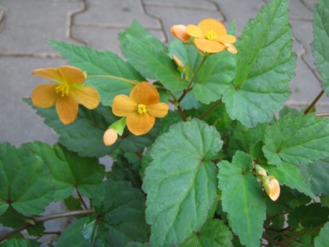 Begonia sutherlandii "papaya" - begonie sutherlandova