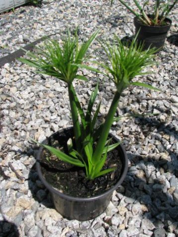 Cyperus papyrus nana