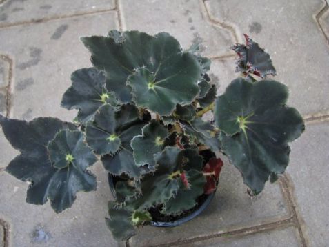 Begonia rex "dark mambo" - begonie listová královská
