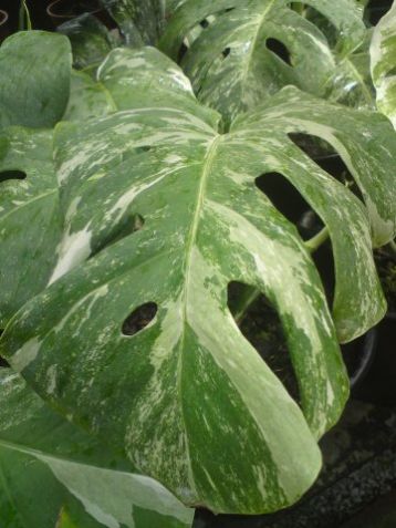 Monstera deliciosa variegata - mostera white