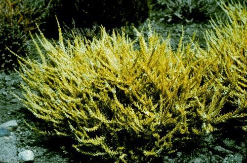 Calluna vulgaris "aurea"