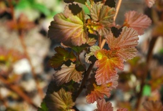 Physocarpus opulifolius "andre" - tavola kalinolistá