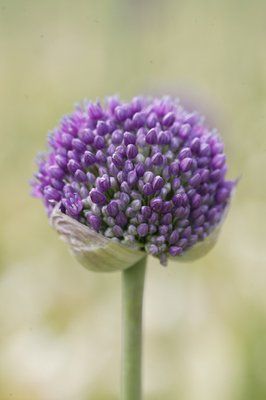 Allium "ambassador"