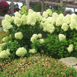 Hydrangea paniculata "limelight" - hortenzie latnatá