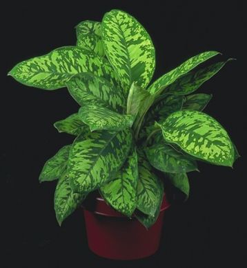 Homalomena "camouflage"