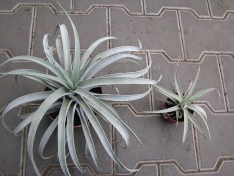 Tillandsia xerographica - tilandsie