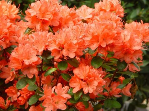 Rhododendron obtusum "rex"