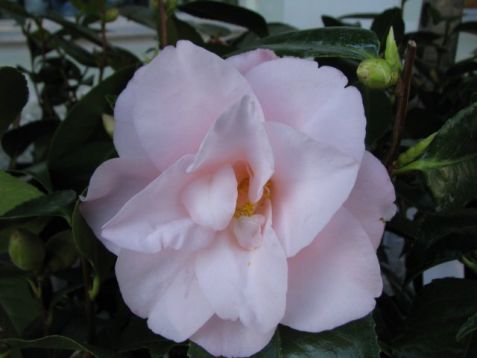 Camellia japonica "hagoromo"