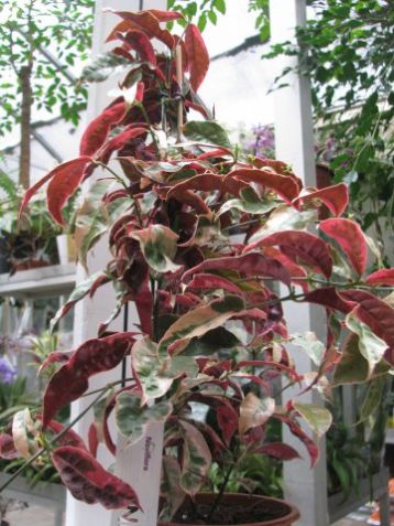 Excoecaria cochicinensis "jungle fair"