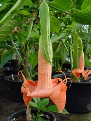 Brugmansia "rosalla" - andělská trumpeta