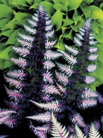 Athyrium japonicum "ursula"s red"