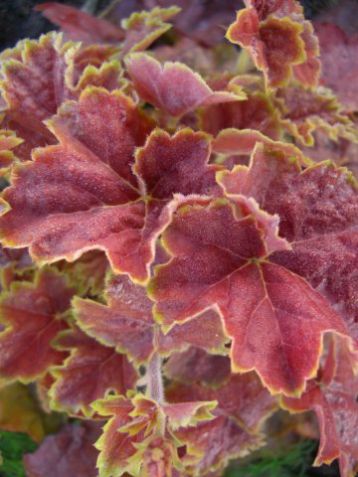 Heuchera "miracle" - dlužicha