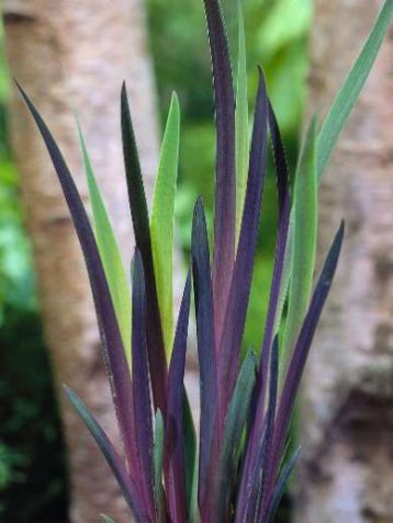 Iris versicolor "gerald d´arby" - kosatec