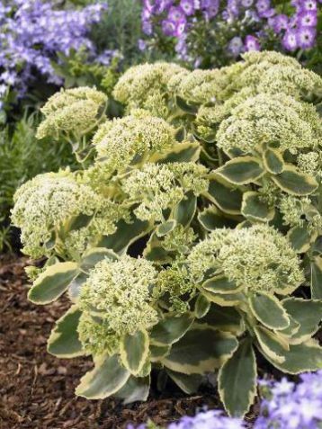 Sedum "frosted fire" - rozchodník
