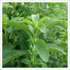 Stevia rebaudiana - stévie