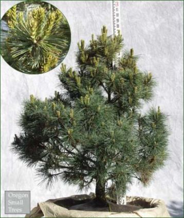 Pinus strobus "krüger´s liliput" - čarověník