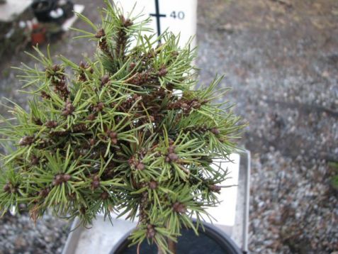 Pinus mugo "kostelníček" - čarověník na kmínku
