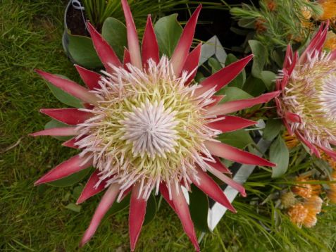 Protea cynaroides "little prince"