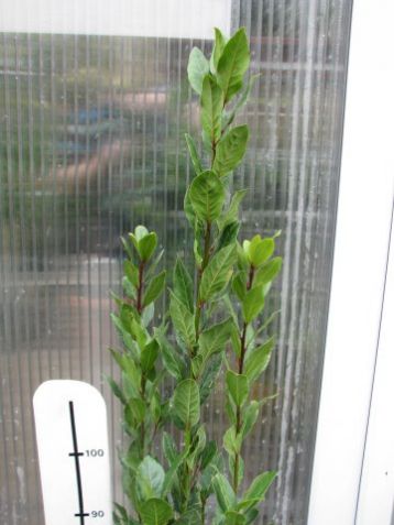 Laurus nobilis - vavřín, bobkový list ( itálie )