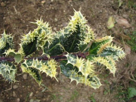 Ilex aquifolium "ferox argentea"