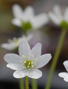 Hepatica nobilis "white forest" - jaterník podléška, bílý