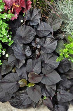 Ipomoea batatas "black"