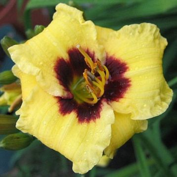 Hemerocallis "bumble bee"