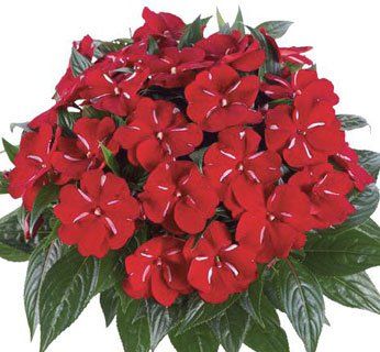 Impatiens ng "moulin rouge"