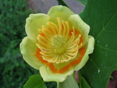 Liriodendron tulipifera - lyriovník, tulipánovník