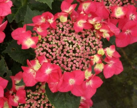 Hydrangea macr. "teller red"