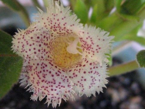 Alsobia punctata