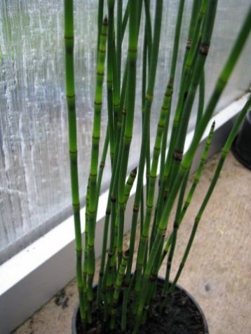 Equisetum hyemale - přeslička pokojová