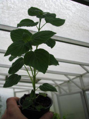 Salvia elegans "mello"